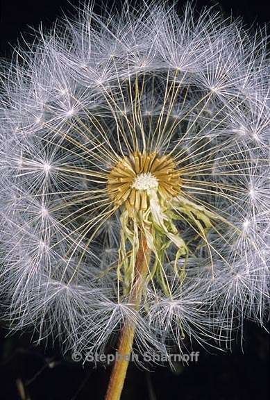 agoseris retrorsa 2 graphic